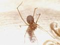 Spermophora senoculata